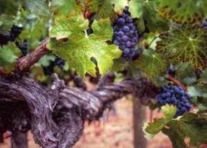 G3 Vineyard Bright Angel wines Napa valley